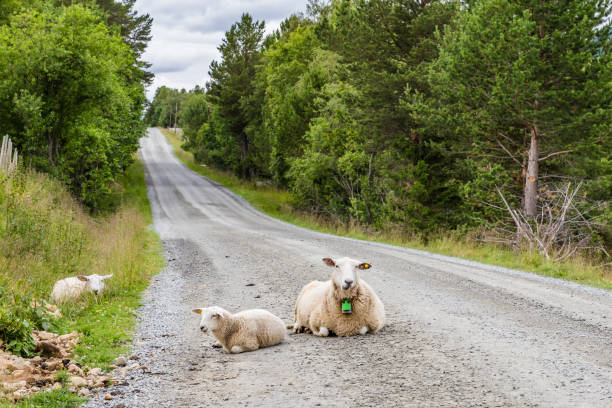 Sheep relaxing on the road in Norway, Scandinavia