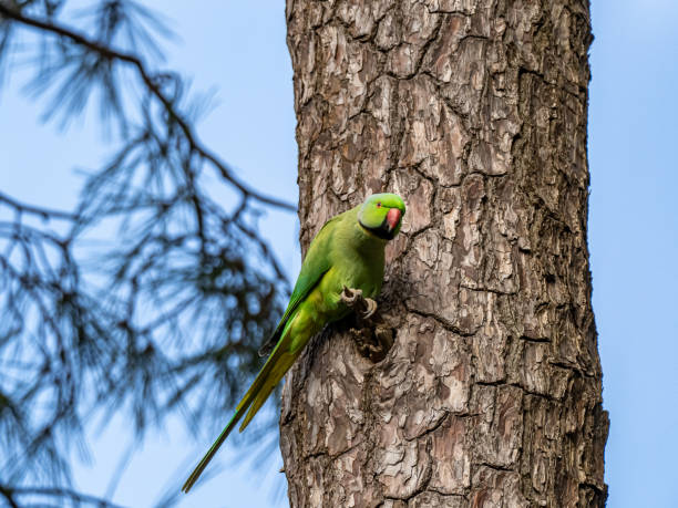 istock Rose-ringed parakeet in a Japanese cedar tree 7 1183726403