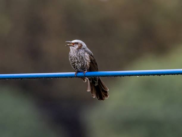 istock Japanese brown-eared bulbul on a utility line 6 1183726627