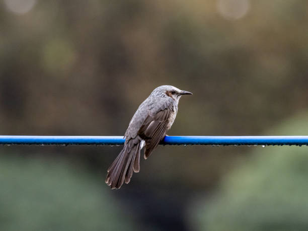 istock Japanese brown-eared bulbul on a utility line 2 1183726639