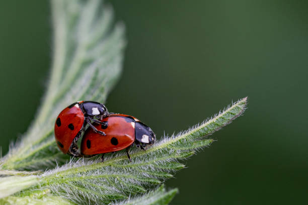 刺すことの葉の上に ladybirds 7 つのスポット (coccinella septempunctata) のペアイラクサ - septempunctata ストックフォトと画像