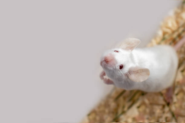 weiße albino labor maus sitzt eine plastikbox, niedliche kleine nagetier schnauze aus nächster nähe, haustier tier konzept mit kopierraum - animal nose fotos stock-fotos und bilder