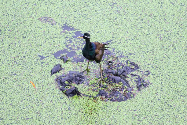 Photo of A bronze winged jacana in a wet land