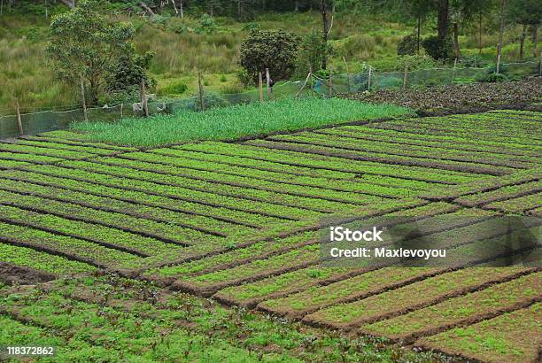 Nuwara Eliya — стоковые фотографии и другие картинки Контрасты - Контрасты, Чай - сельскохозяйственная культура, Шри-Ланка