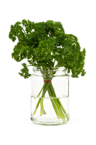 parsley in glass on white background - parsley herb isolated spice imagens e fotografias de stock