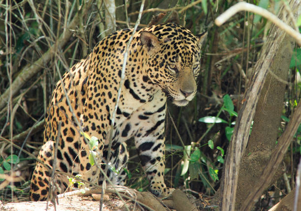 istock Alert Female Jaguar on the move 1183728768