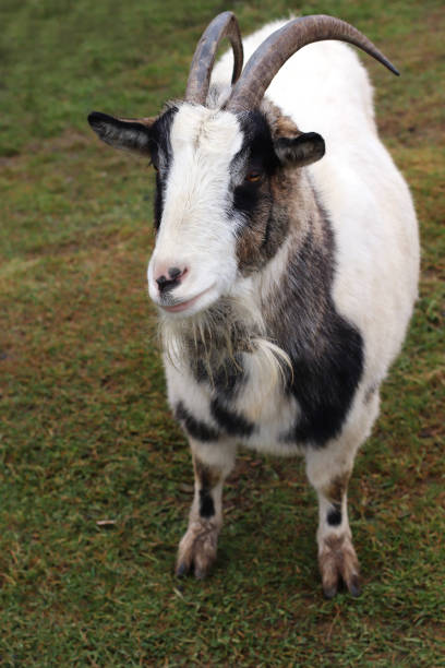 istock White goat poses in front of the camera. 1183729425