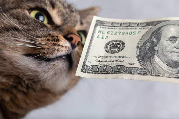istock grey tabby cat sniffing a hundred dollar banknote close-up 1183730339
