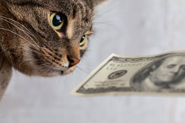 istock grey tabby cat sniffing a hundred dollar banknote close-up 1183730358