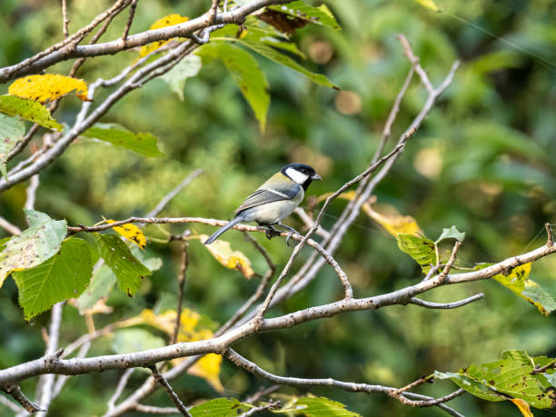istock Parus minor Japanese tit in a public forest 4 1183730854