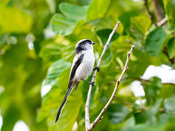 istock long-tailed bushtit perched in forest foliage 10 1183730884