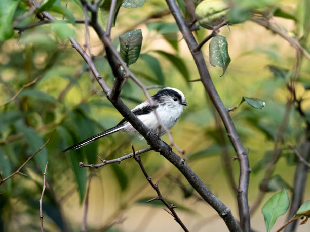 istock long-tailed bushtit perched in forest foliage 31 1183731446