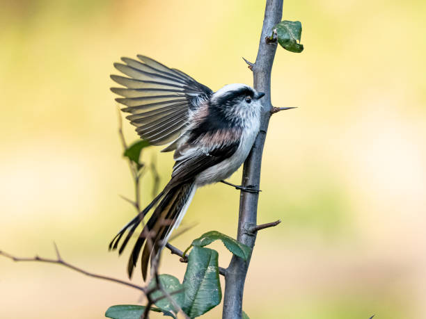 istock long-tailed bushtit perched in forest foliage 37 1183731465