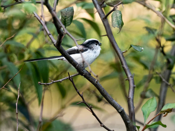istock long-tailed bushtit perched in forest foliage 33 1183731472