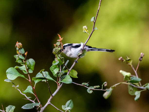 istock long-tailed bushtit perched in forest foliage 17 1183731558