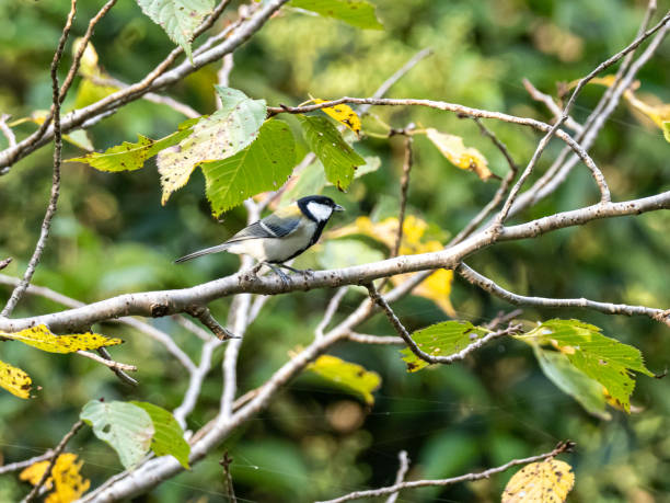 istock Parus minor Japanese tit in a public forest 3 1183731715