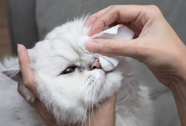 Photo of Cleaning Persian Chinchilla Cat's eyes with cotton pad. Cat's Eyes Healthy. Prevention of eyes's problem