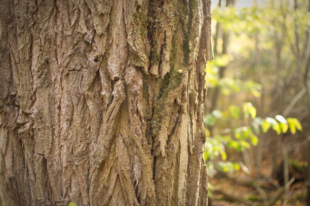 istock Closeup of tree stem in forest during autumn 1183731869