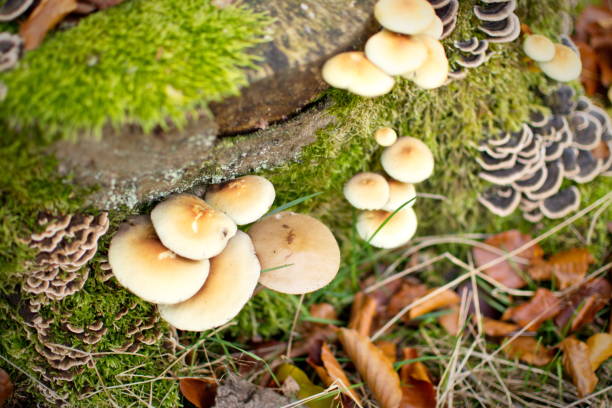 istock Closeup of mushrooms in fall forest 1183731901