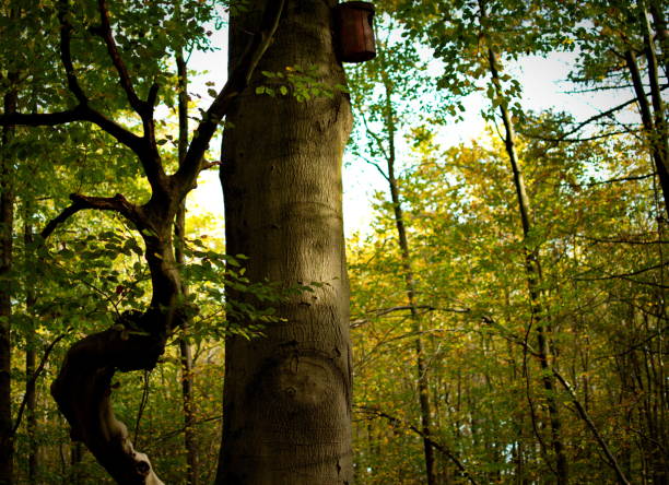 istock Huge tree in autumn forest with bird house 1183731955