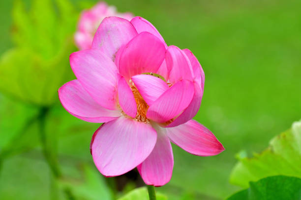 flor de loto: rojo y blanco - lotus root fotos fotografías e imágenes de stock