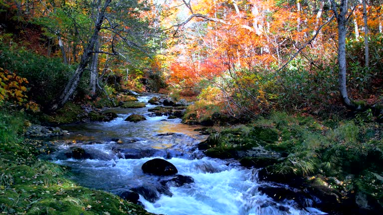 Landscape of clear stream