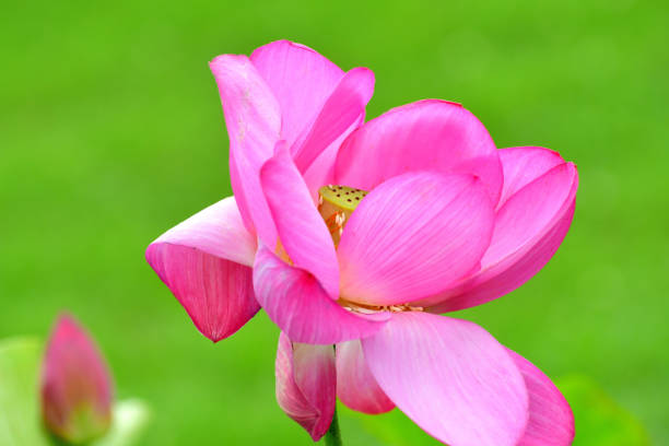 연꽃 : 빨간색과 흰색 - lotus root water lotus plant 뉴스 사진 이미지