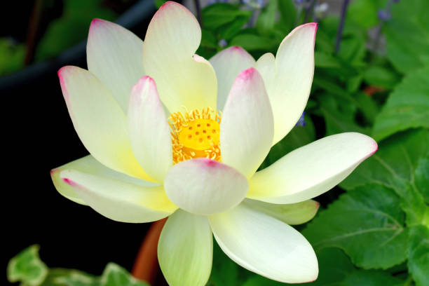 flor de lótus: vermelho e branco - lotus root water lotus plant - fotografias e filmes do acervo