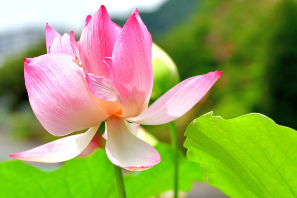 연꽃 : 빨간색과 흰색 - lotus root water lotus plant 뉴스 사진 이미지