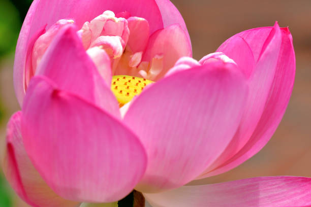 flor de loto: rojo y blanco - lotus root fotos fotografías e imágenes de stock