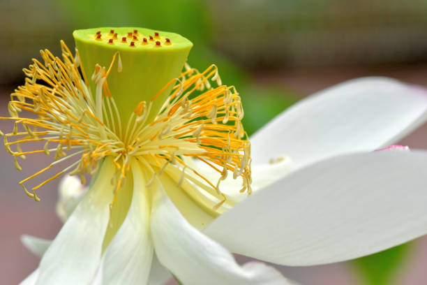연꽃 : 빨간색과 흰색 - lotus root water lotus plant 뉴스 사진 이미지