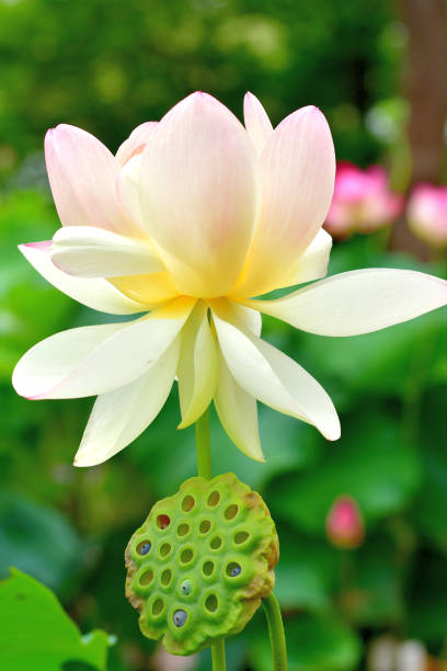 fiore di loto: rosso e bianco - lotus water lily white flower foto e immagini stock