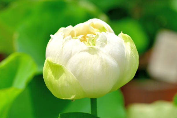 연꽃 : 빨간색과 흰색 - lotus root water lotus plant 뉴스 사진 이미지