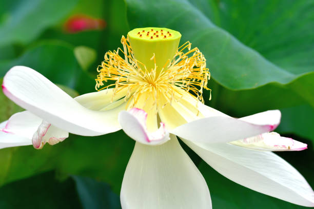 flor de loto: rojo y blanco - lotus root fotos fotografías e imágenes de stock