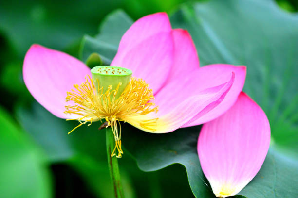 flor de loto: rojo y blanco - lotus root fotos fotografías e imágenes de stock