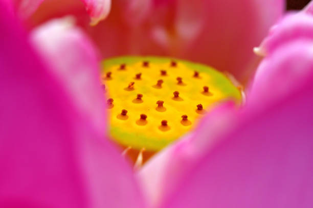 flor de loto: rojo y blanco - lotus root fotos fotografías e imágenes de stock