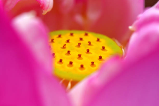 연꽃 : 빨간색과 흰색 - lotus root water lotus plant 뉴스 사진 이미지