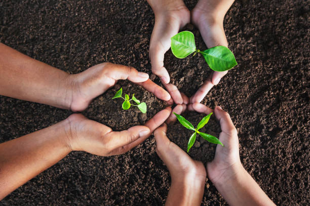istock top view three hand holding plant on soil. eco concept 1183733366