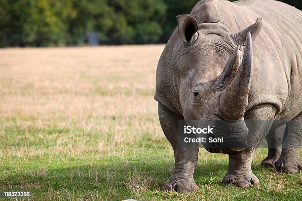 Rhinocero - zdjęcia stockowe i więcej obrazów Nosorożec - Nosorożec, Zbliżenie, Nosorożec biały