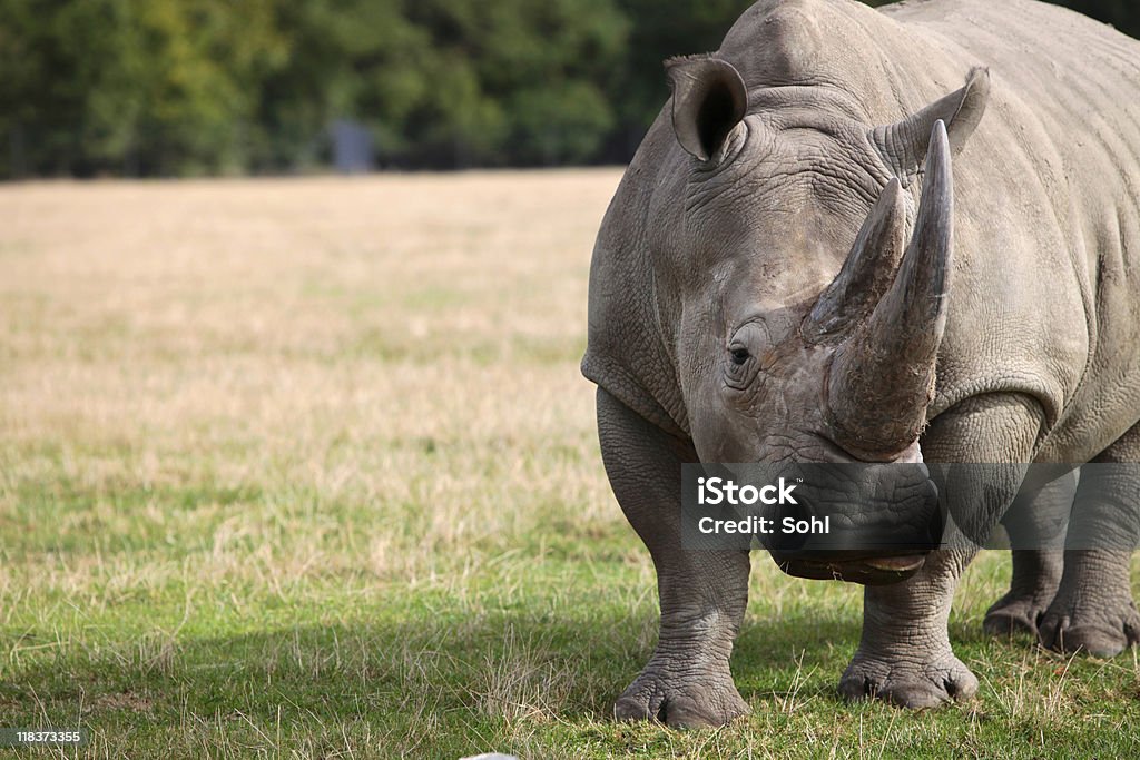 Rhinocero - Royalty-free Rinoceronte Foto de stock