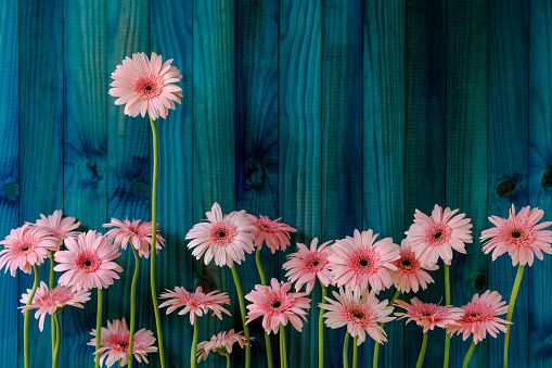 Bunch of Pink Gerbera flowers against a contrasting blue, green and turquoise-colored wooden, timber board background with lots of grain and character, and subtle variation in color, good copy space to the right of the image. One Gerbera flower stands up much taller than the rest of the bunch, conceptually representing; standing out from the crowd, better than the rest, success, achievement etc.