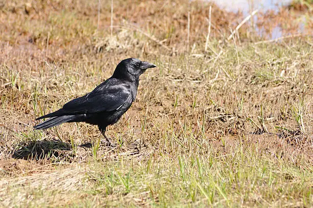 Photo of Common Raven Corvus corax