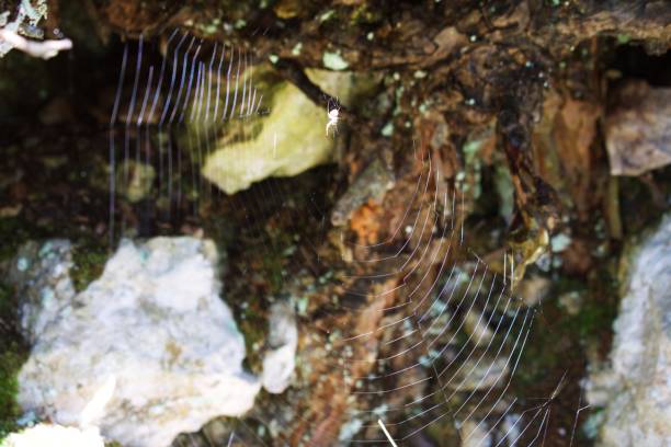 istock Close up of spider and it's web inside tree trunk 1183735294