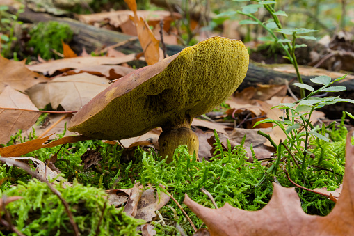 Leccinum versipelle, also known as Boletus testaceoscaber or the orange birch bolete, is a common edible mushroom in the genus Leccinum.