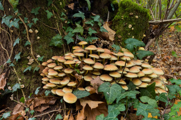 bei berretti arancio-marroni di flammulina velutipes fungo che marcisce il ceppo; si verifica anche su legno morto in piedi. - deadly sings foto e immagini stock