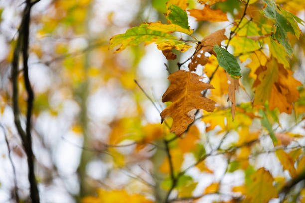 istock Autumn is  in full bloom and shows its magnificent bright colors 1183736489