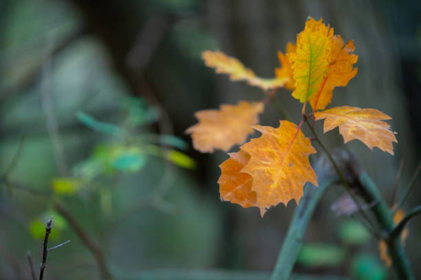 Autumn  is in full bloom and shows its magnificent bright colors