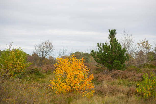 istock Autumn is  in full bloom and shows its magnificent bright colors 1183736578