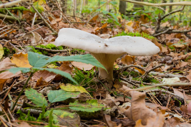 lactarius piperatus è un grande fungo bianco imbro gilled e commestibile con un berretto piatto comune in europa e in america - deadly sings foto e immagini stock