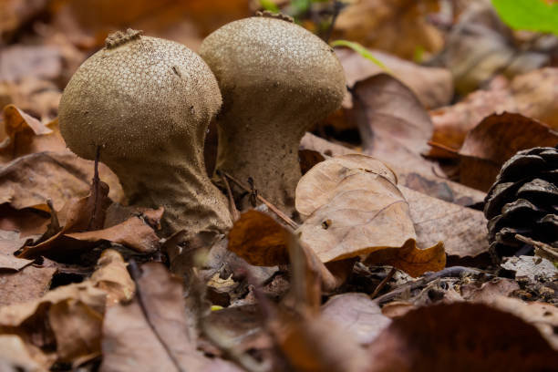 fungo puffball che cresce nella foresta sul terreno umido tra le foglie autunnali - deadly sings foto e immagini stock